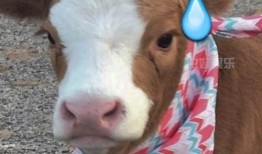 娱乐吃瓜酱懒羊羊,揭秘娱乐圈那些事儿